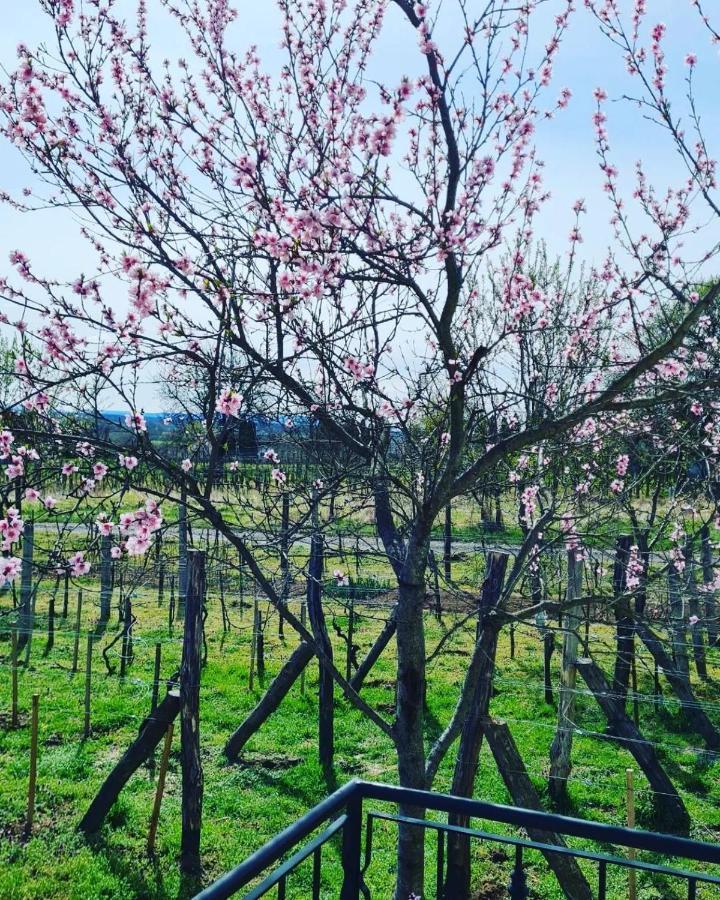Vila Jera Pince Es Vendeghaz Somlovasarhely Exteriér fotografie
